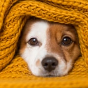 portrait of a cute puppy wrapped up in a thick yellow blanket looking at the camera. Blankets and warm clothing are just a few of the ways you can stay warm while controlling heating costs.