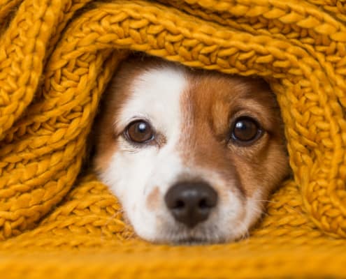 portrait of a cute puppy wrapped up in a thick yellow blanket looking at the camera. Blankets and warm clothing are just a few of the ways you can stay warm while controlling heating costs.